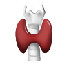 thyroid2